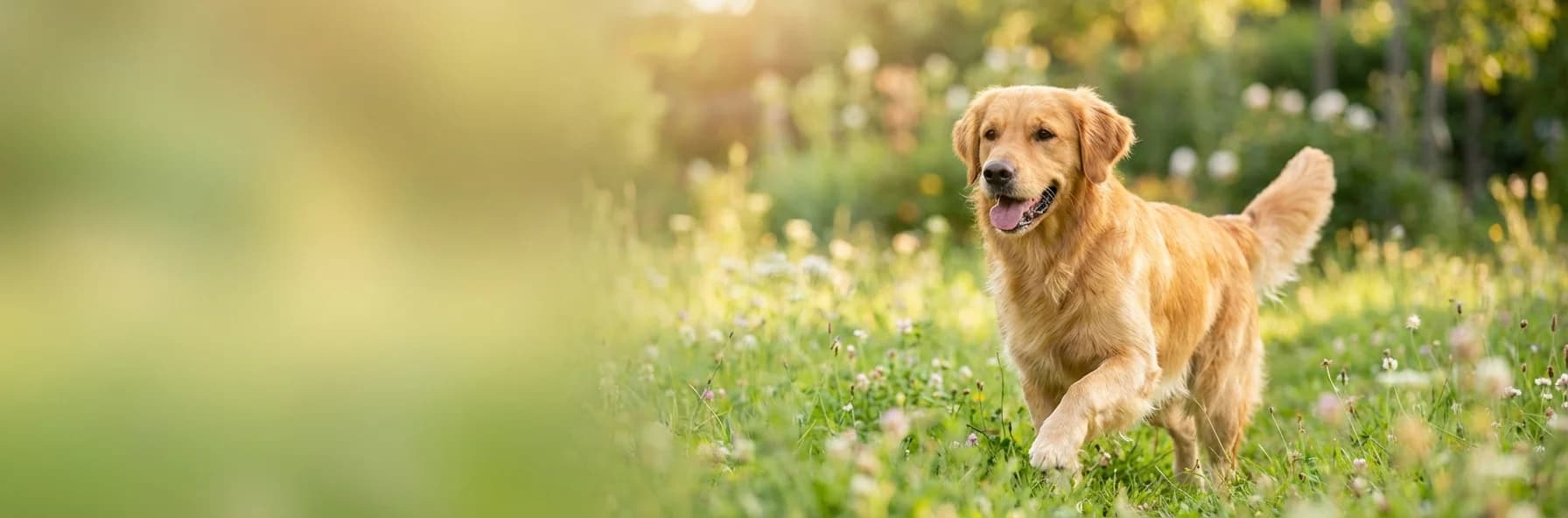 Simparica TRIO — Alt-i-En Beskyttelse